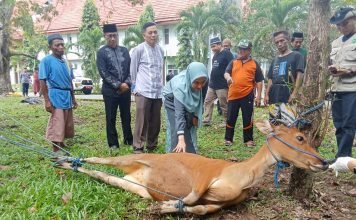 Iduladha 1444 H, 1.213 Hewan Qurban Dipotong di Kabupaten Luwu Utara