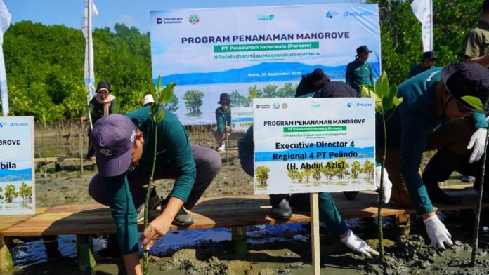 rehabilitasi mangrove