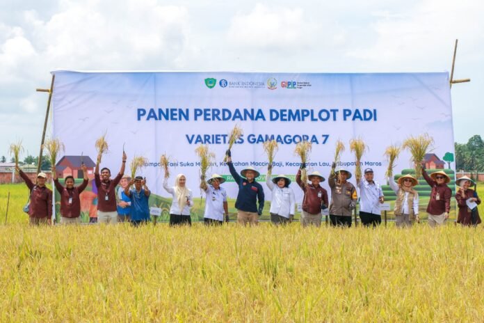 BI Sukses Kembangkan “Gamagora 7” di Maros, Produktivitas Capai 8,9 Ton Per Ha