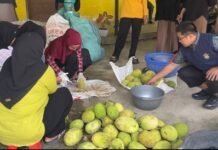 Tim Pengabdian Unhas Bantu BUMDes Bone Tingkatkan Mutu Produksi Tepung Sukun