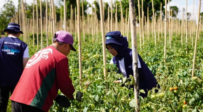 Pelindo Semai Harapan di Langowan melalui Relawan Bakti BUMN Batch IX