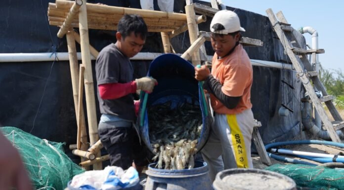 Unhas Panen 60 Ton Udang Vaname di Jeneponto