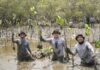 Perkuat Ekosistem Pesisir Pangkep, Kalla Toyota Tanam 43.000 Pohon Mangrove
