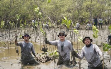 Perkuat Ekosistem Pesisir Pangkep, Kalla Toyota Tanam 43.000 Pohon Mangrove