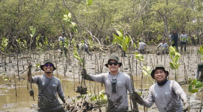 Perkuat Ekosistem Pesisir Pangkep, Kalla Toyota Tanam 43.000 Pohon Mangrove