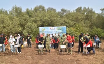 DPW LDII Sulsel Tanam 1.000 Mangrove di Lantebung